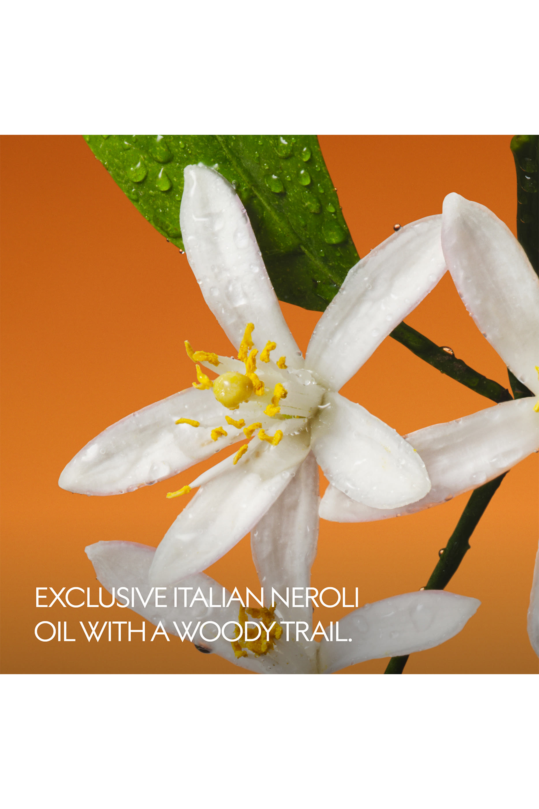 The Alchemist's Garden Fiori Di Neroli Eau de Parfum