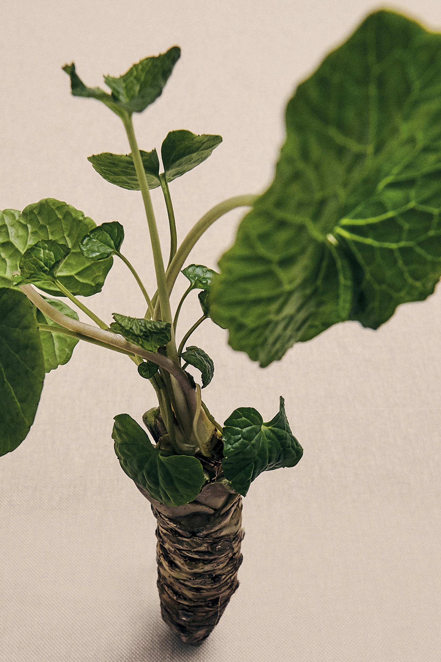 Wasabi Home Fragrance