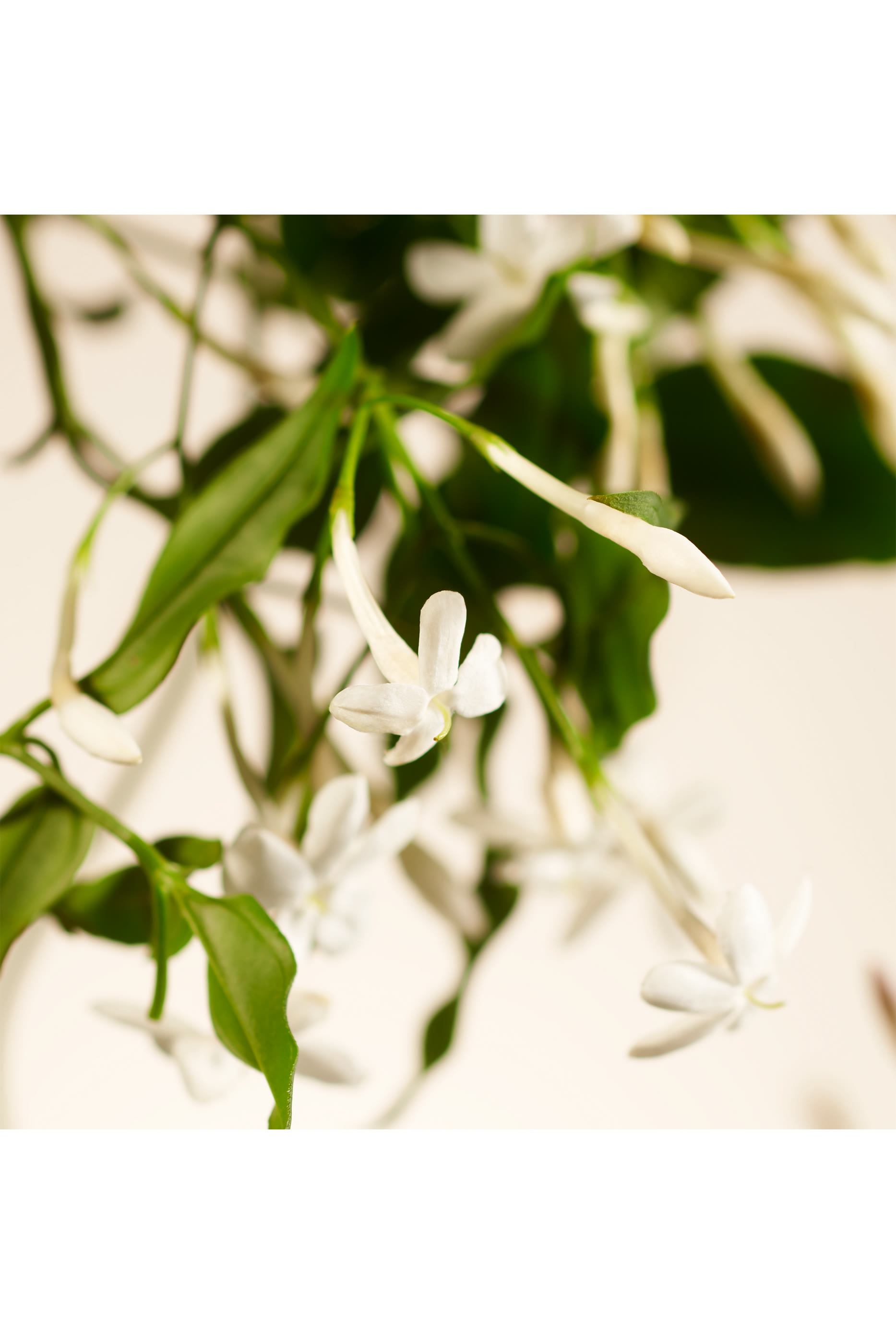 Sweet Jasmine Fragrance Sticks