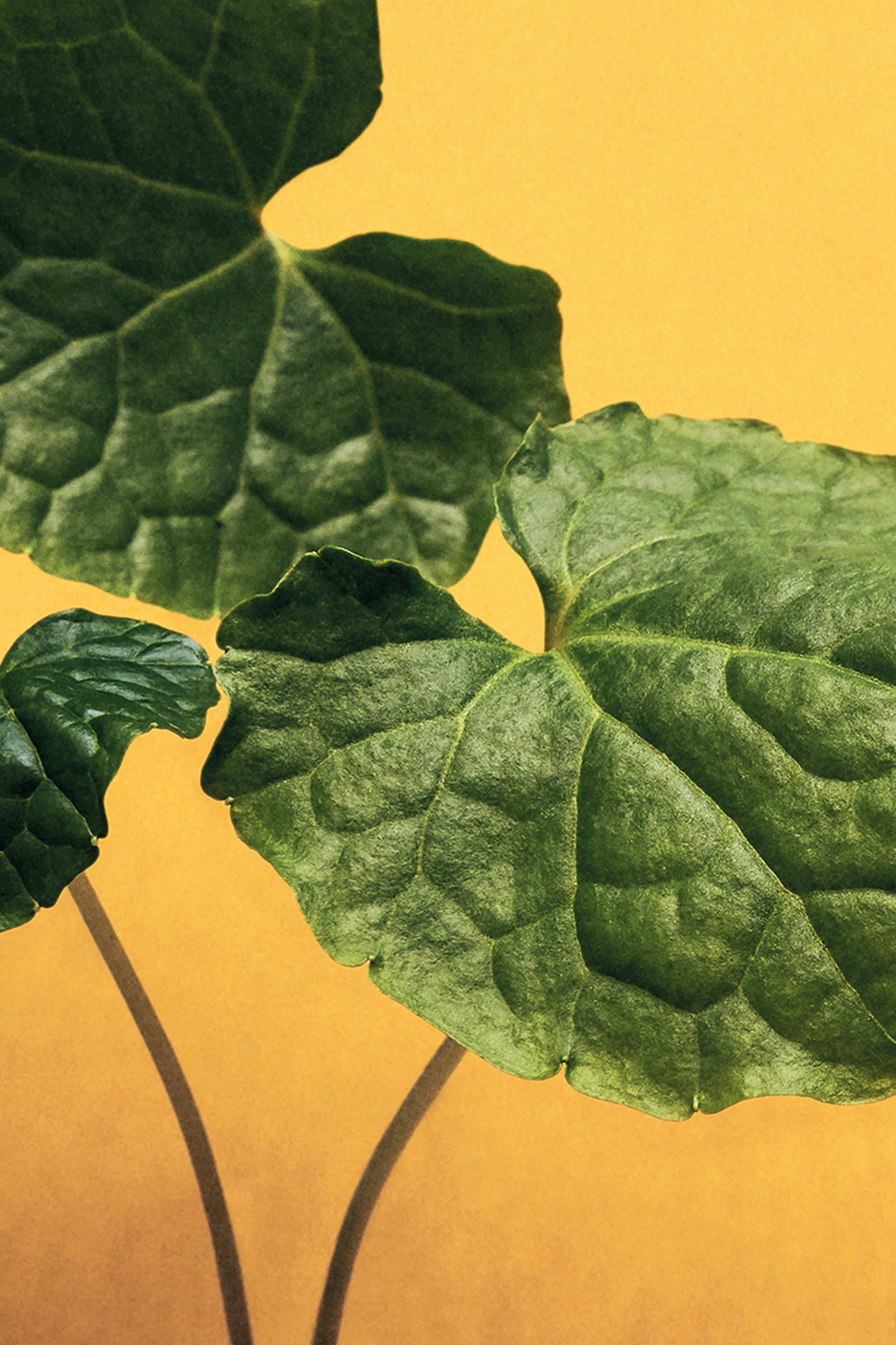 Wasabi Home Fragrance