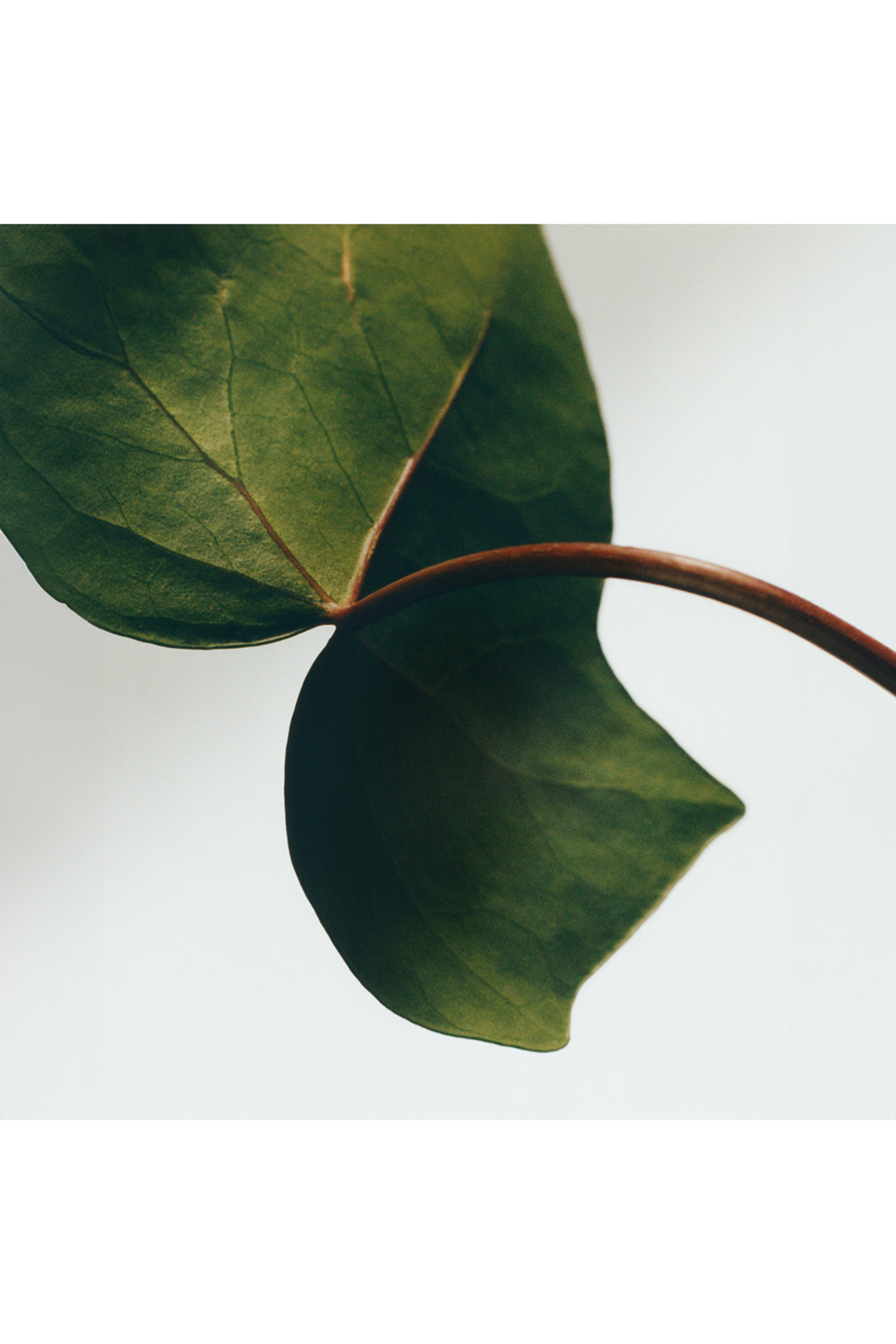 Ivy Mini Solid Soap Duo Set