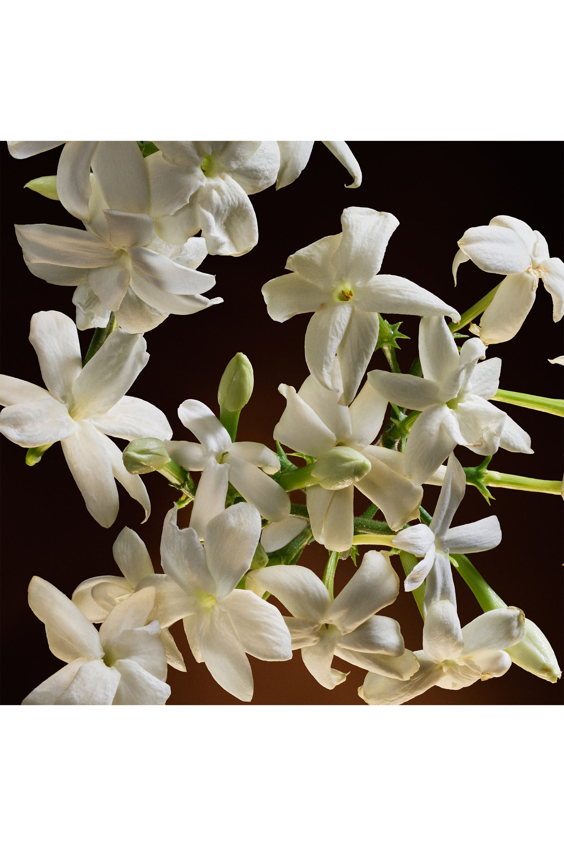 The One Eau de Parfum Intense 