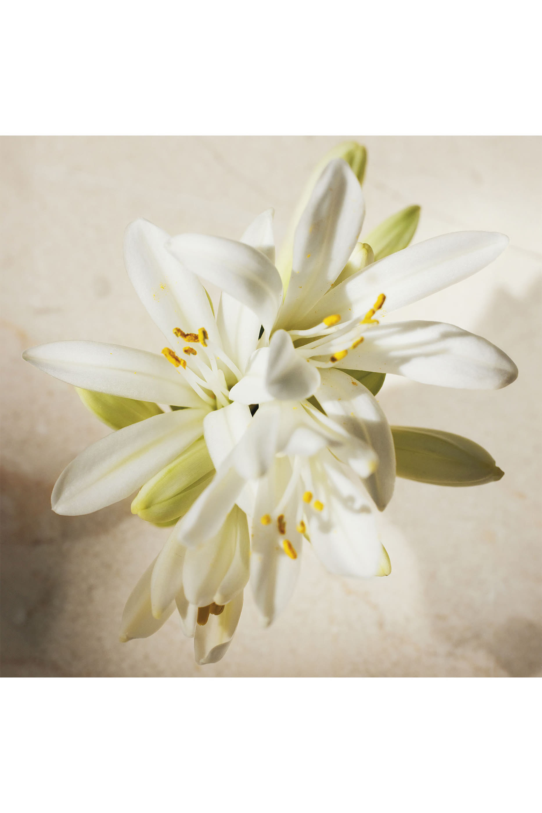 Atelier Des Fleurs Tuberosa 1974 Eau De Parfum