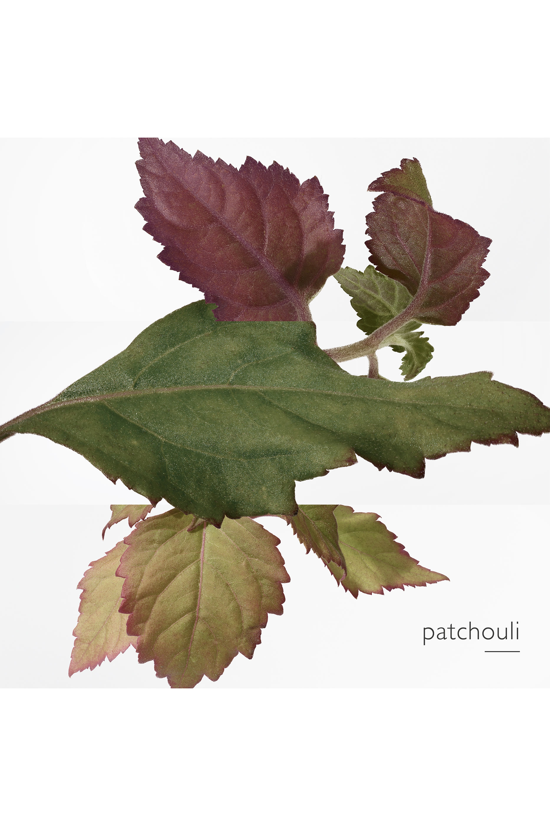 Elixir des Merveilles Eau De Parfum