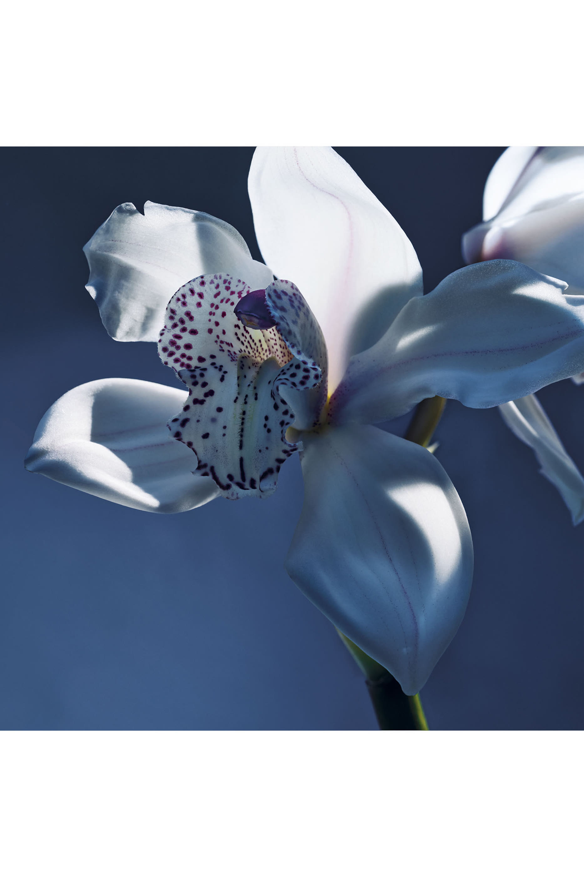 Atelier des Fleurs Orchid&eacute;e de Minuit Eau de Parfum