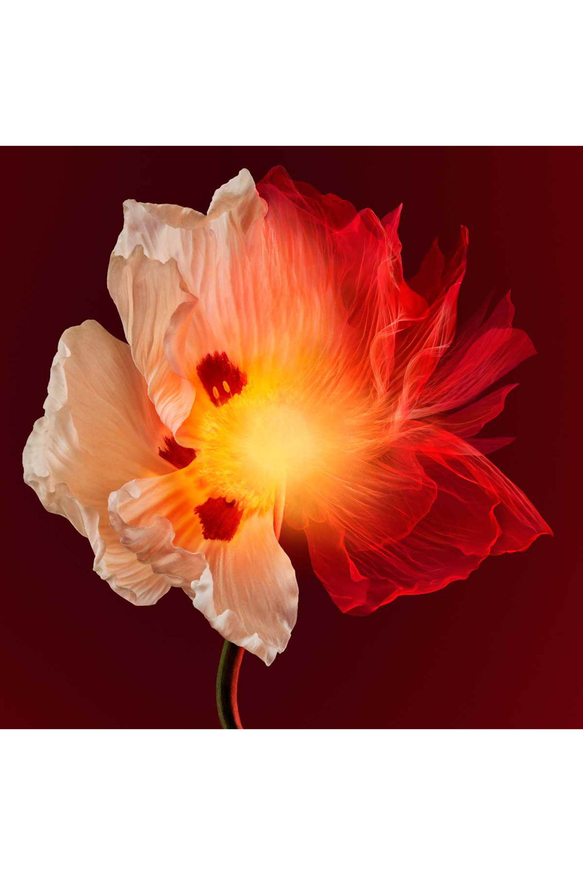 Sculptural Cr&egrave;me