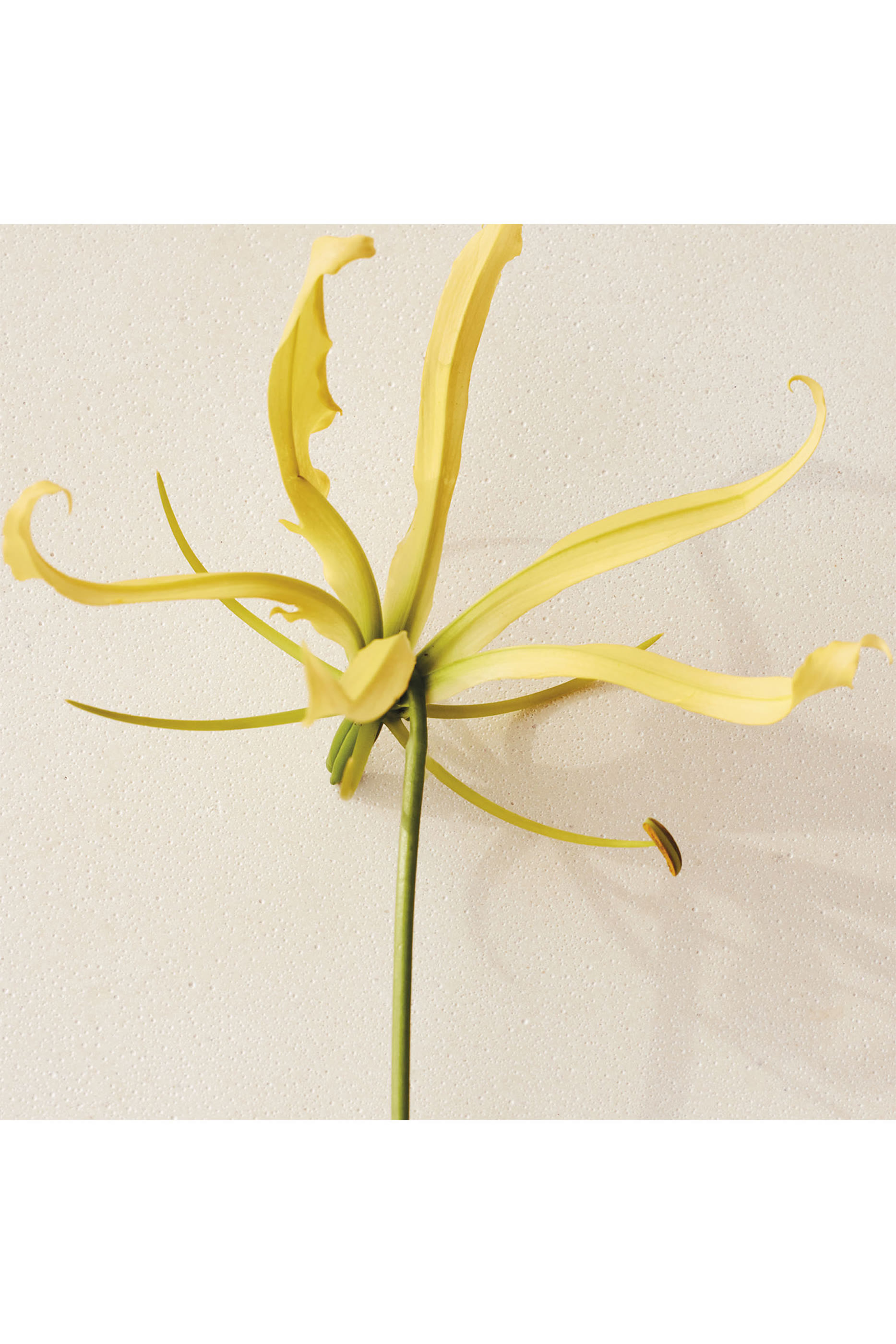 Atelier des Fleurs Ylang Cananga Eau de Parfum