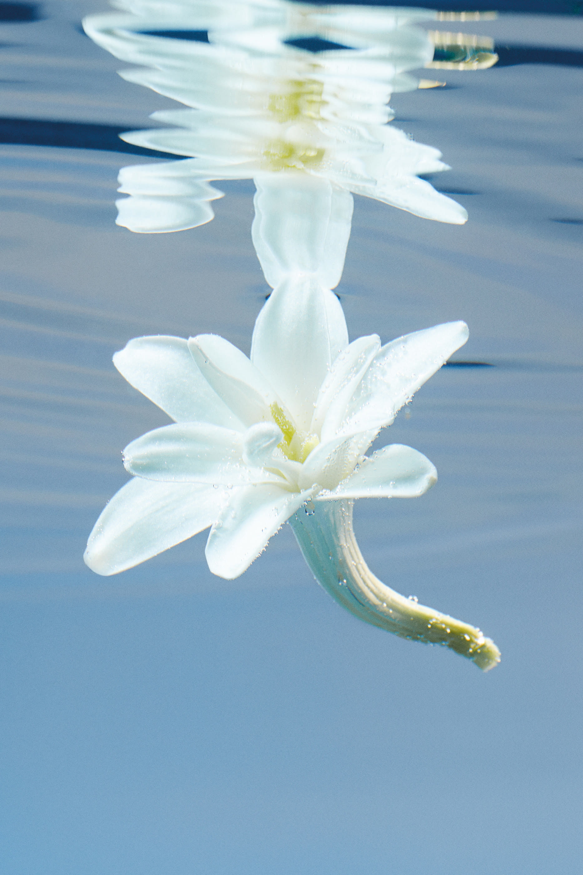 Bloom Eau de Parfum Intense