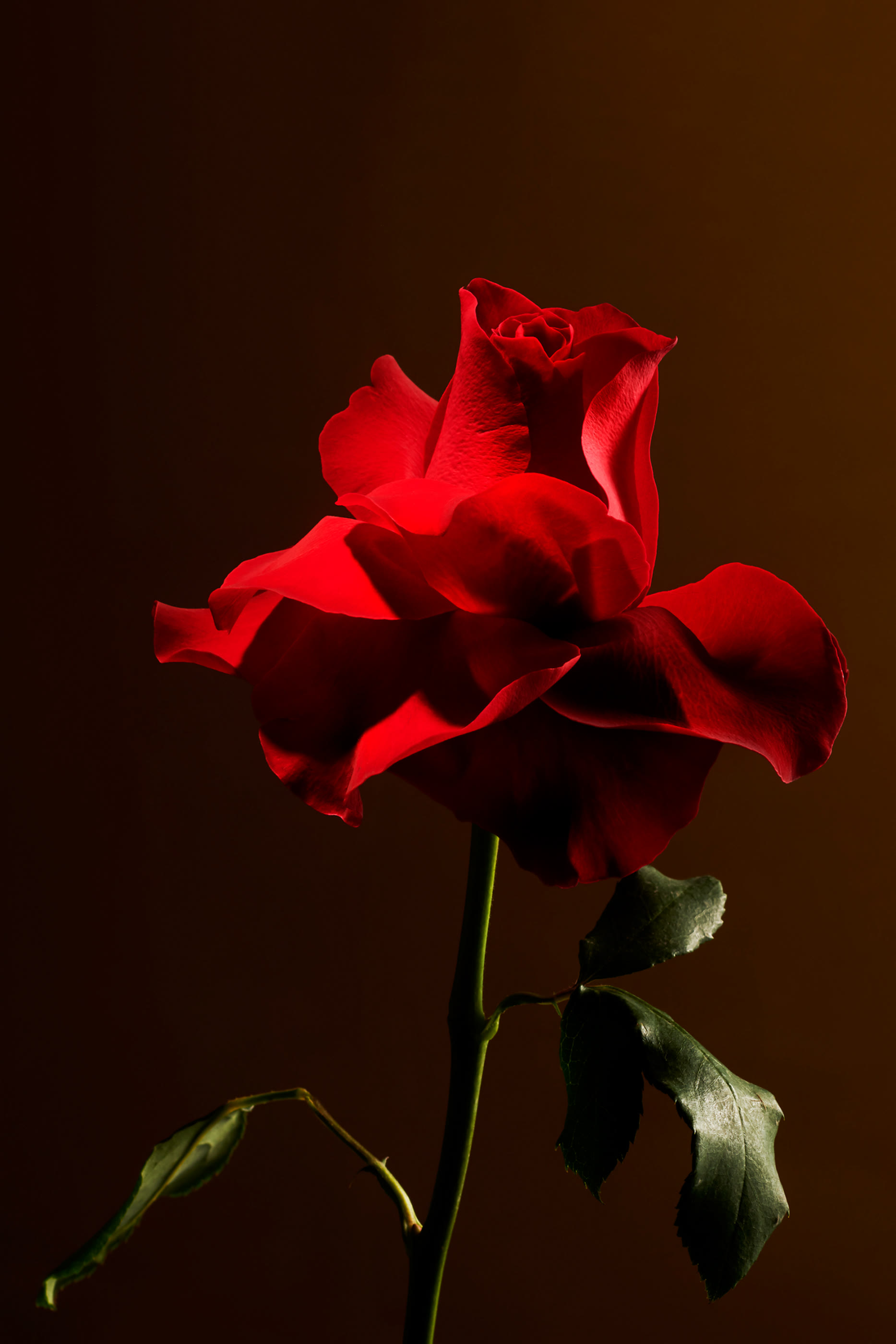 Imperial Rose Refill Fragrance Sticks