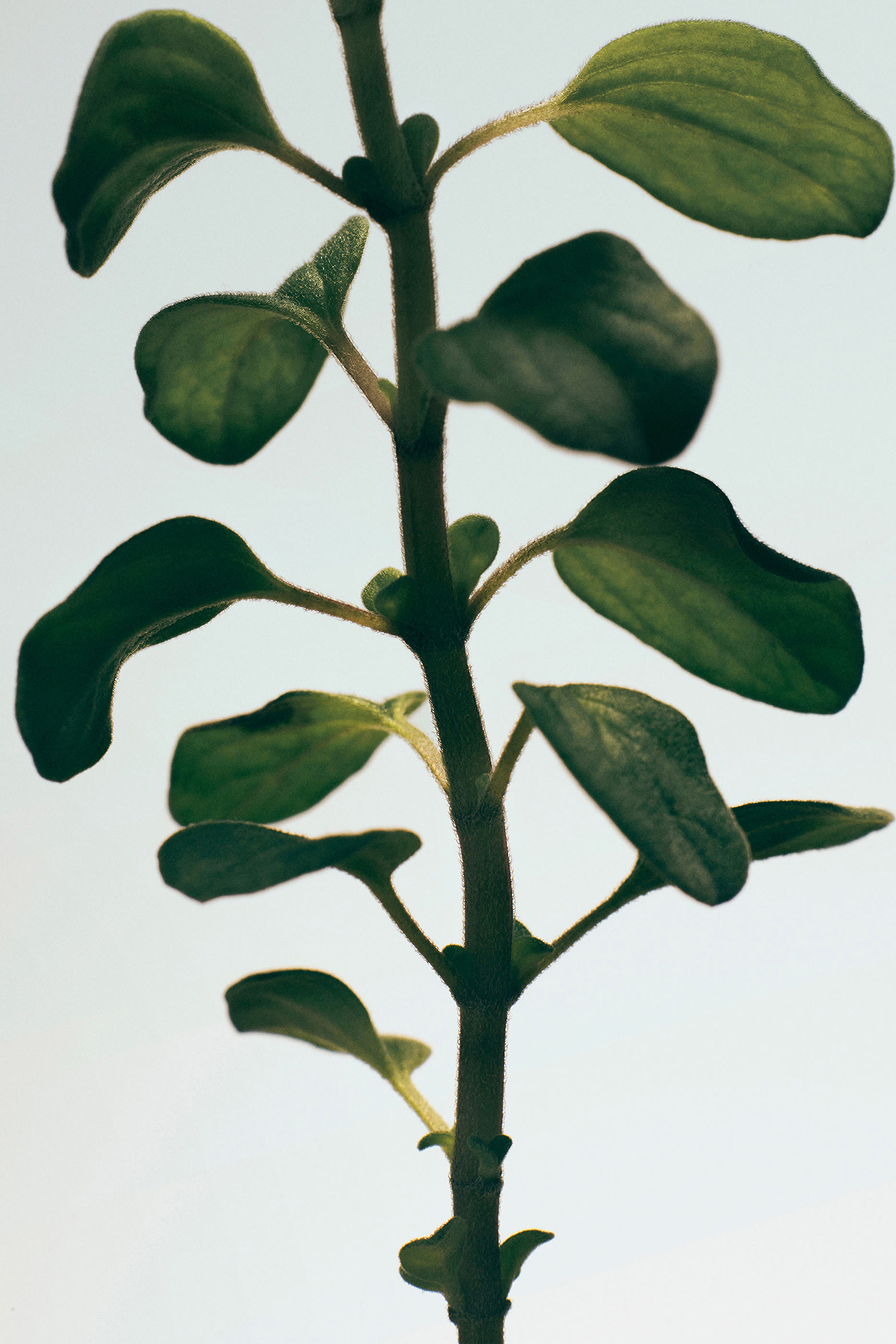 White Oregano Room Spray